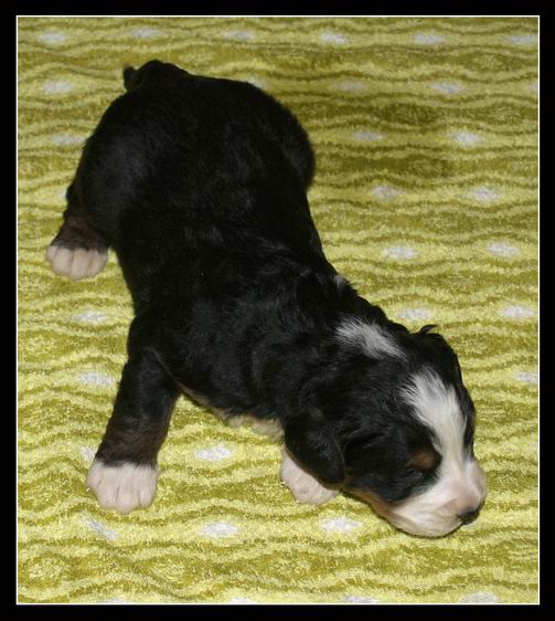 011 Kluk A 27.3.2009.JPG