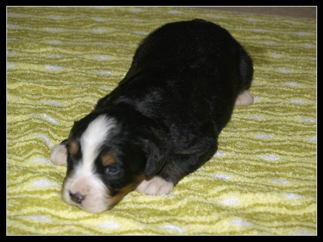 012 Kluk B 27.3.2009.JPG