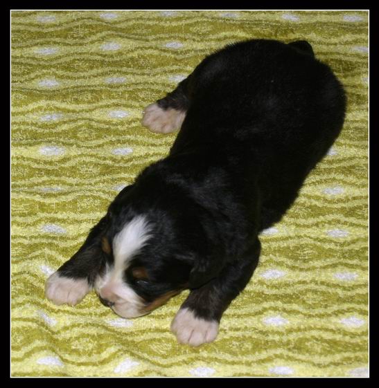 013 Kluk B 27.3.2009.JPG