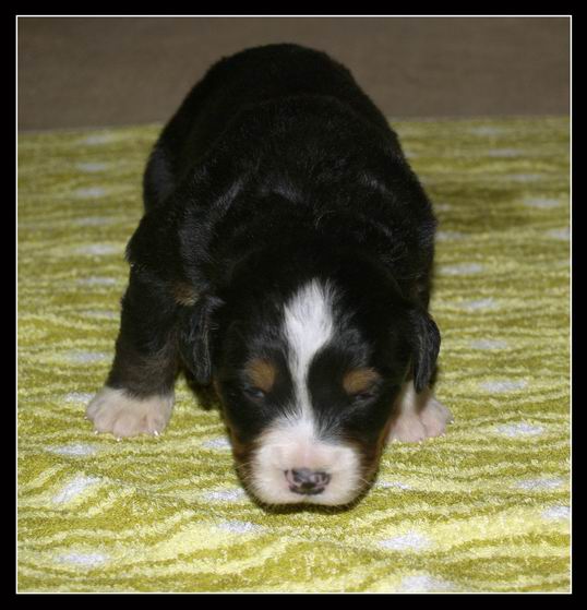 014 Kluk C 27.3.2009.JPG