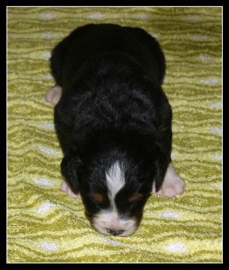 015 Kluk C 27.3.2009.JPG