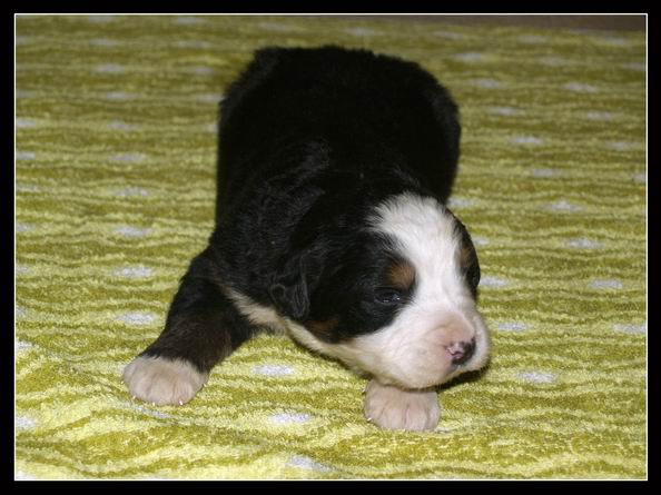 016 Kluk D 27.3.2009.JPG