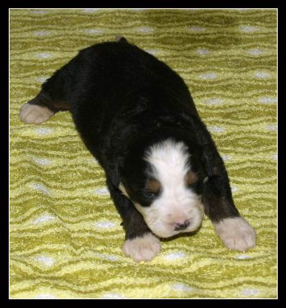 017 Kluk D 27.3.2009.JPG