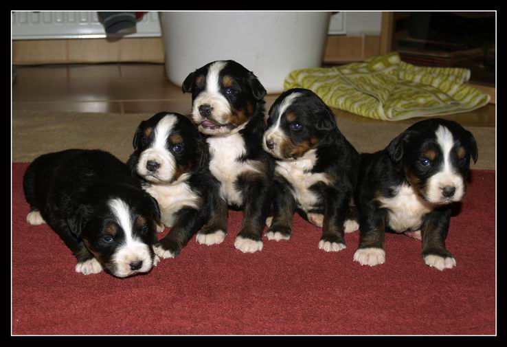 018 Holky 27.3.2009.JPG