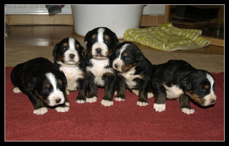 019 Holky 27.3.2009.JPG