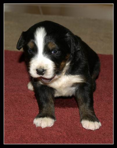 020 Holka A 27.3.2009.JPG