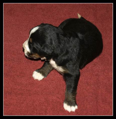 021 Holka A 27.3.2009.JPG