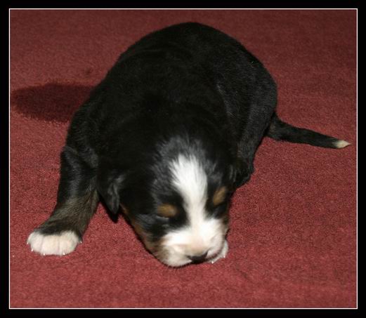 022 Holka B 27.3.2009.JPG