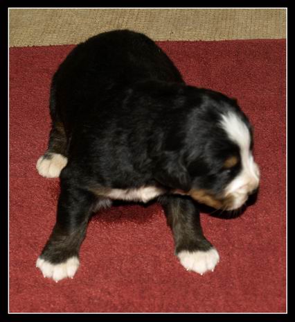 023 Holka B 27.3.2009.JPG