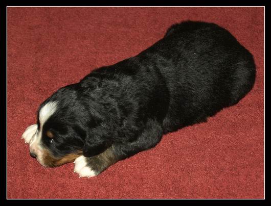 025 Holka C 27.3.2009.JPG