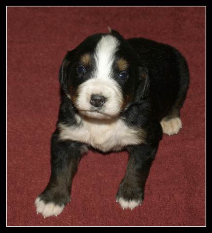 029 Holka E 27.3.2009.JPG